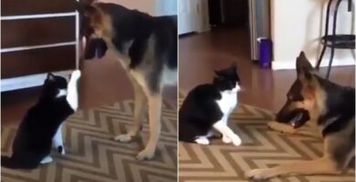 La pelea entre un gato y un perro terminó con una delicada reconciliación