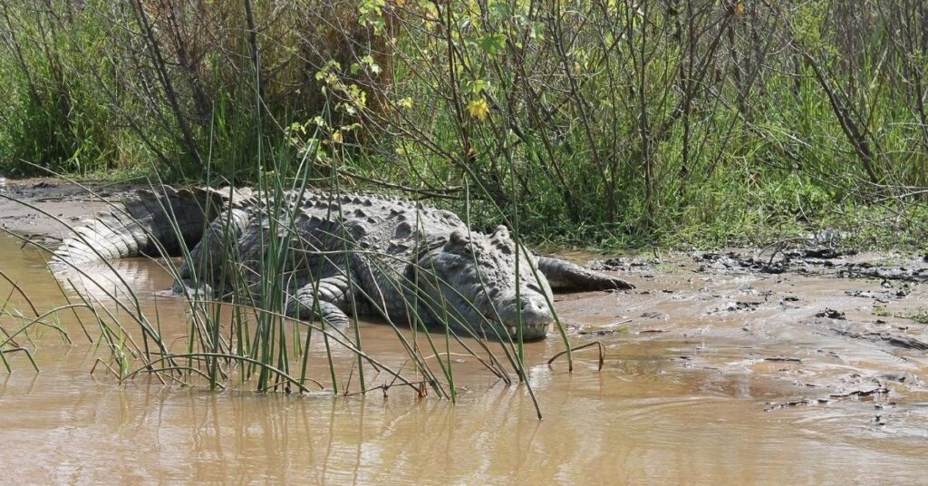 Mujer saltó a un lago lleno de cocodrilos solo para recuperar su billetera