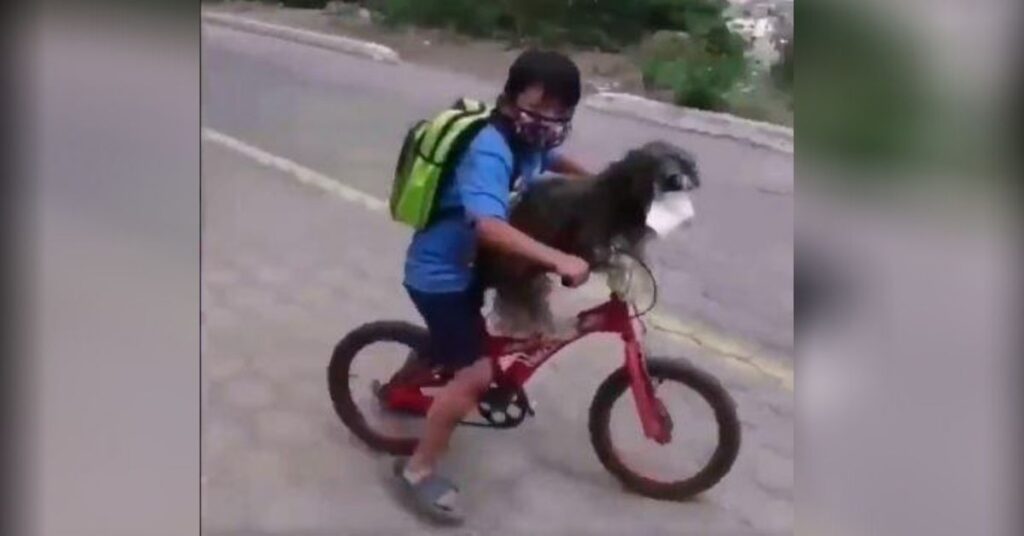Niño le pone una máscara a su perro para protegerlo del coronavirus