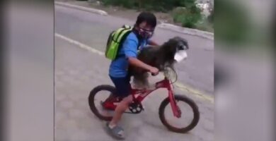 Niño le pone una máscara a su perro para protegerlo del coronavirus