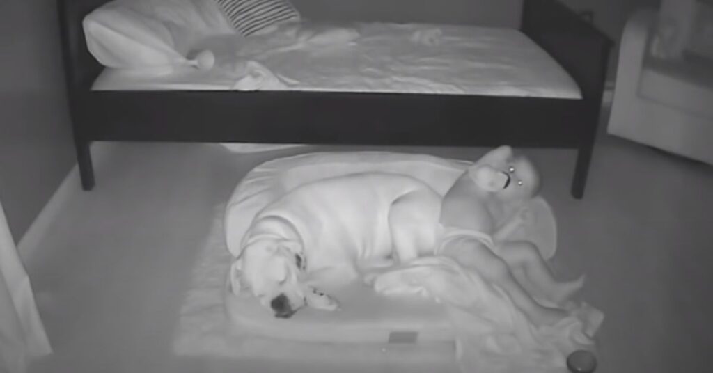 Niño se despierta al amanecer solo para dormir junto a su perro