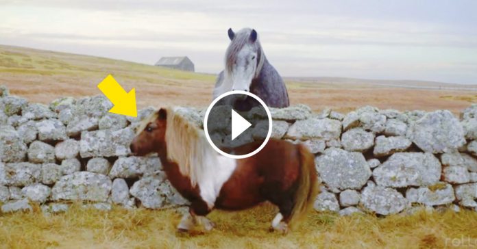 video divertido pony bailando banner