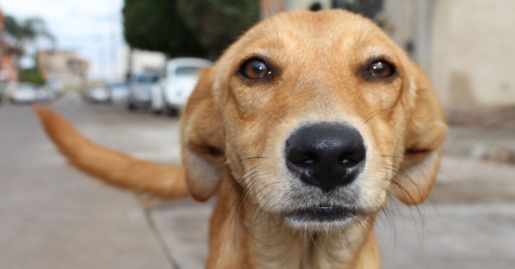 Perro ha sido víctima de maltrato animal y ahora tiene una nueva familia