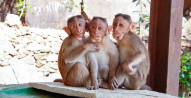 Tres monos no pueden dejar de abrazar a su hermano con síndrome de Down