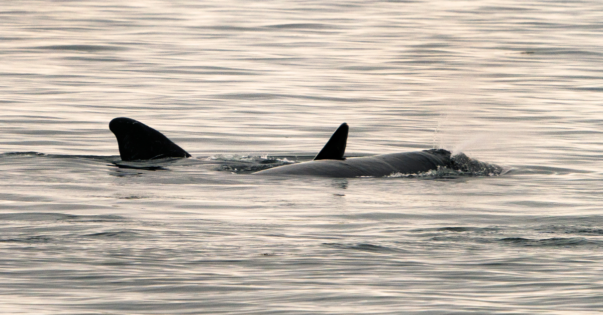 Criar ballenas