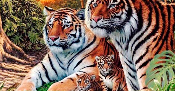 Ver los 16 tigres en la imagen es un logro que muy pocas personas pueden igualar 2 Pocas personas pueden encontrar todos los tigres en esta imagen de banner