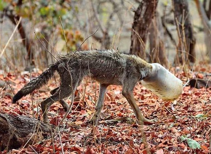 Lobo con cabeza atrapada en un taz&oacute;n 