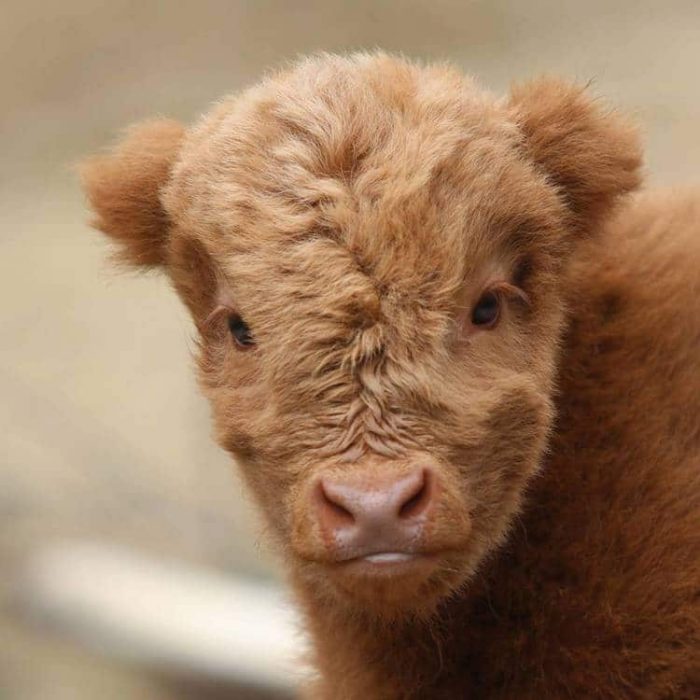 vaca marrón