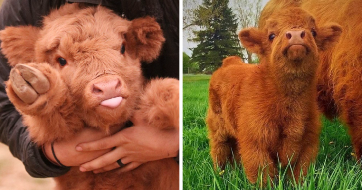 adorables vacas bebé