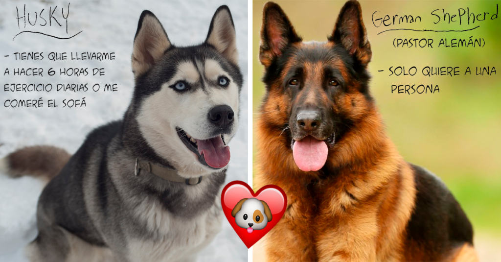 ¿Quieres adoptar un perro? Esta guía te ayudará a elegir